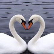 Swans_2