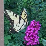 A beautiful butterfly resting gently on a vibrant flower blossom, symbolizing transformation, spiritual growth, and emotional rebirth.