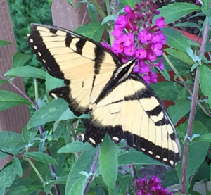 A vibrant yellow and black tiger swallowtail butterfly resting gently on a blooming purple butterfly bush, symbolizing spiritual transformation and hope.