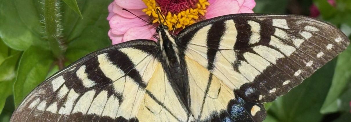 Macro photograph of a vibrant yellow Eastern Tiger Swallowtail butterfly resting on a flower in bright sunlight, symbolizing transformation, spiritual healing, and overcoming imposter syndrome.