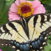 YellowTigerTail CR BenitaEsposito LG-2 Macro photograph of a vibrant yellow Eastern Tiger Swallowtail butterfly resting on a flower in bright sunlight, symbolizing transformation, spiritual healing, and overcoming imposter syndrome.