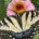 Macro photograph of a vibrant yellow Eastern Tiger Swallowtail butterfly resting on a flower in bright sunlight, symbolizing transformation, spiritual healing, and overcoming imposter syndrome.