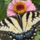 Macro photograph of a vibrant yellow Eastern Tiger Swallowtail butterfly resting on a flower in bright sunlight, symbolizing transformation, spiritual healing, and overcoming imposter syndrome.
