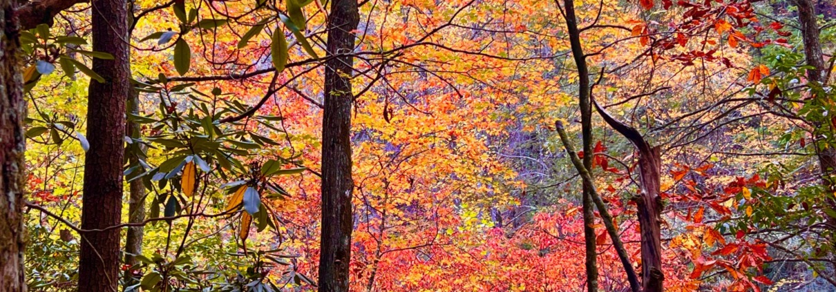 Vibrant autumn forest in the Blue Ridge Mountains, the serene setting for Benita's personal breathwork story.
