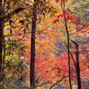 Fall Forest_Benita Esposito 8653 Vibrant autumn forest in the Blue Ridge Mountains, the serene setting for Benita's personal breathwork story.
