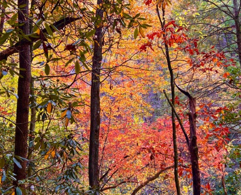 Vibrant autumn forest in the Blue Ridge Mountains, the serene setting for Benita's personal breathwork story.