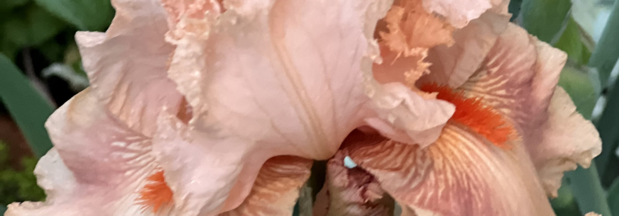 A close-up photograph of a vibrant peach iris flower in full bloom, captured by Benita A. Esposito to symbolize inner awakening, personal mastery, and emotional blossoming through breathwork.