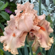 A close-up photograph of a vibrant peach iris flower in full bloom, captured by Benita A. Esposito to symbolize inner awakening, personal mastery, and emotional blossoming through breathwork.