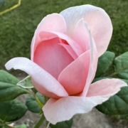 Pink Rose Bud BE SML