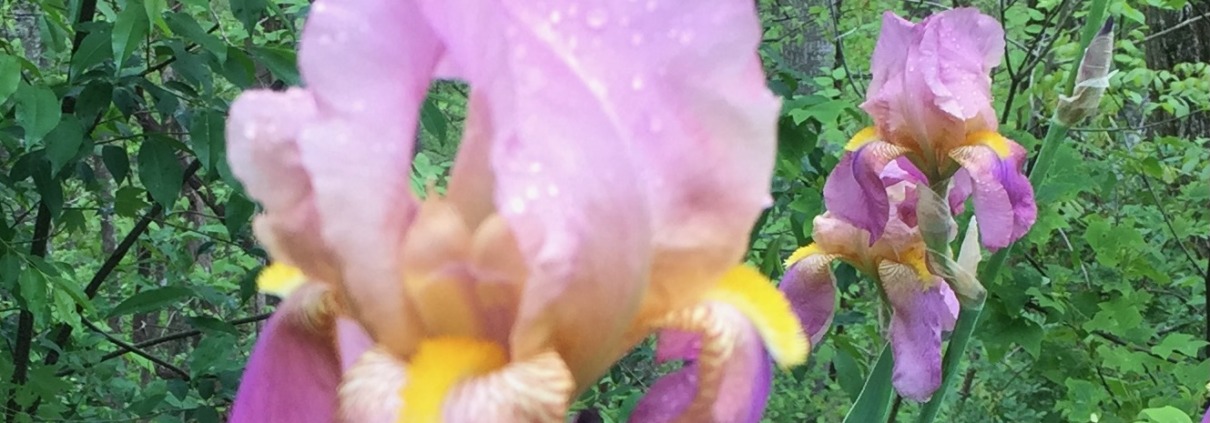 Close-up photograph of a pink and purple bearded iris flower covered in morning dew drops, highlighting its soft yellow fall accents and delicate textures to evoke emotional healing and calmness.