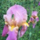Close-up photograph of a pink and purple bearded iris flower covered in morning dew drops, highlighting its soft yellow fall accents and delicate textures to evoke emotional healing and calmness.