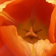 *Orange tulip closeup BE_1388