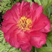 Peony dark pink BE_1579