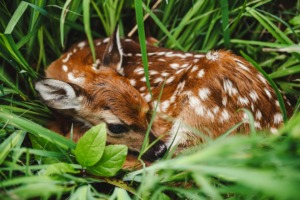 A tiny, newborn white-tailed deer fawn with distinctive white spots curled up motionless in tall, lush green grass on a forest floor.