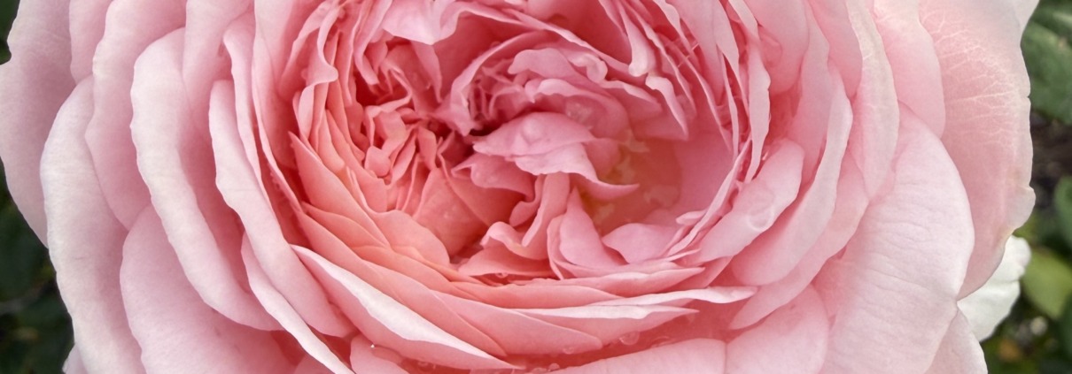 A large, soft pink English rose blooming in a garden, symbolizing transformation, emotional healing, and a highly sensitive person’s journey from anxiety to authentic peace.