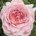 A large, soft pink English rose blooming in a garden, symbolizing transformation, emotional healing, and a highly sensitive person’s journey from anxiety to authentic peace.