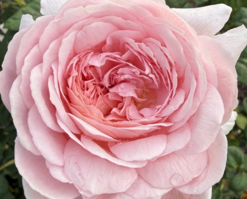 A large, soft pink English rose blooming in a garden, symbolizing transformation, emotional healing, and a highly sensitive person’s journey from anxiety to authentic peace.