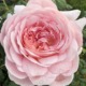 A large, soft pink English rose blooming in a garden, symbolizing transformation, emotional healing, and a highly sensitive person’s journey from anxiety to authentic peace.