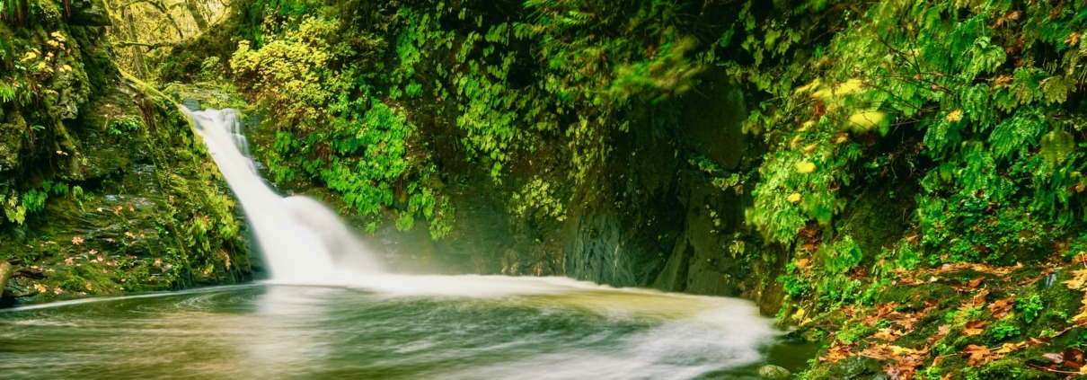 A small, rushing waterfall flowing into a calm forest pool surrounded by lush green moss, ferns, and scattered yellow autumn leaves.