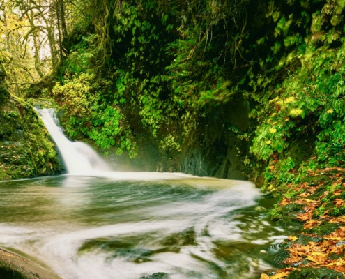 A small, rushing waterfall flowing into a calm forest pool surrounded by lush green moss, ferns, and scattered yellow autumn leaves.