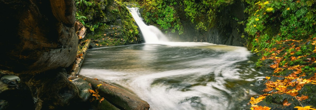 A small, rushing waterfall flowing into a calm forest pool surrounded by lush green moss, ferns, and scattered yellow autumn leaves.